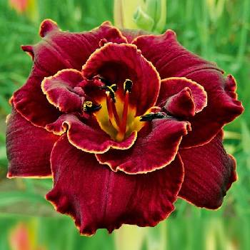 Лилейник Hemerocallis ‘Night Embers’ 